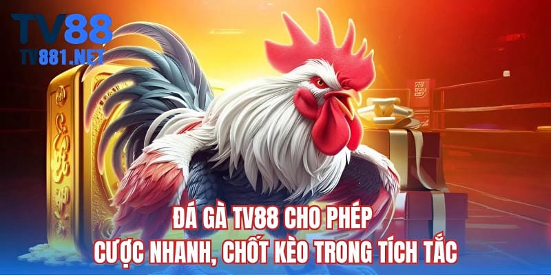 Đá gà TV88 cho phép cược nhanh, chốt kèo trong tích tắc