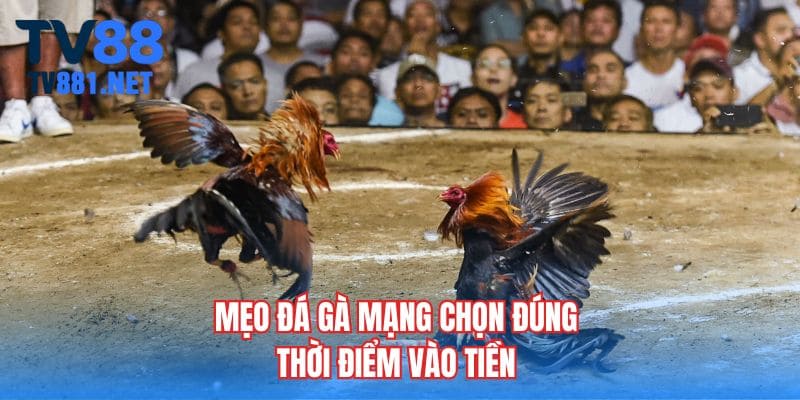Mẹo đá gà mạng chọn đúng thời điểm vào tiền